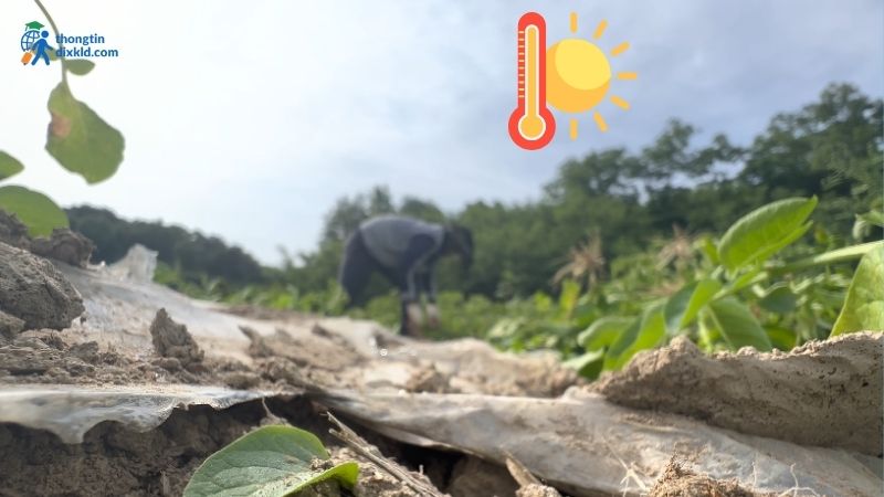 Cơ hội và thách thức cho người đi xuất khẩu lao động ở độ tuổi 43