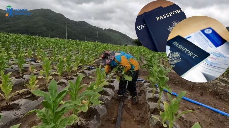 Diện lao động thời vụ (visa E8)